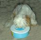 Spill-Proof Pet Dish