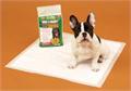 Pet Accessories